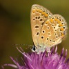 Modrasek jehlicovy - polyommatus icarus  0108
